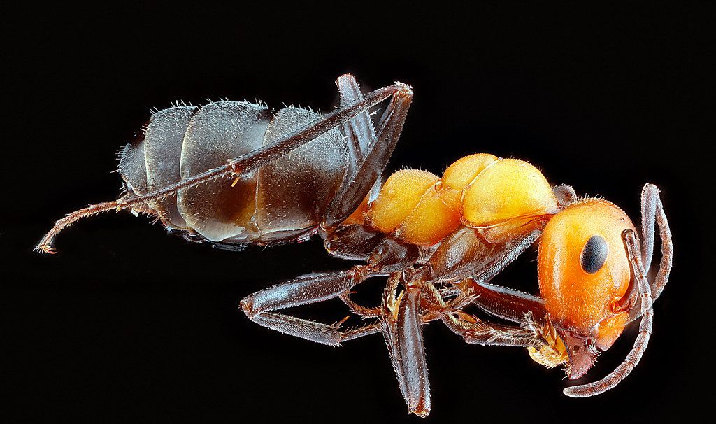 Ant Control service in Brunswick, GA