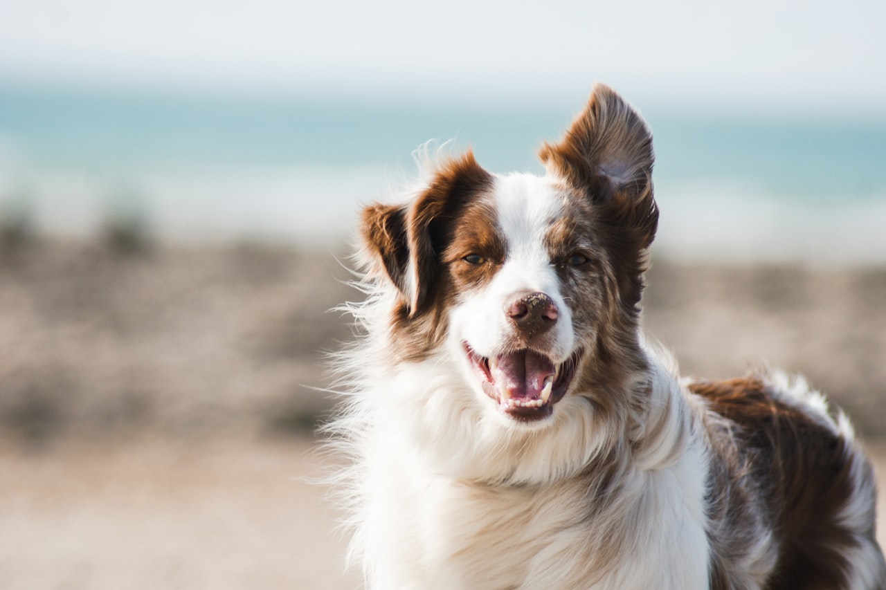 Flea & Tick Control service in Brunswick, GA