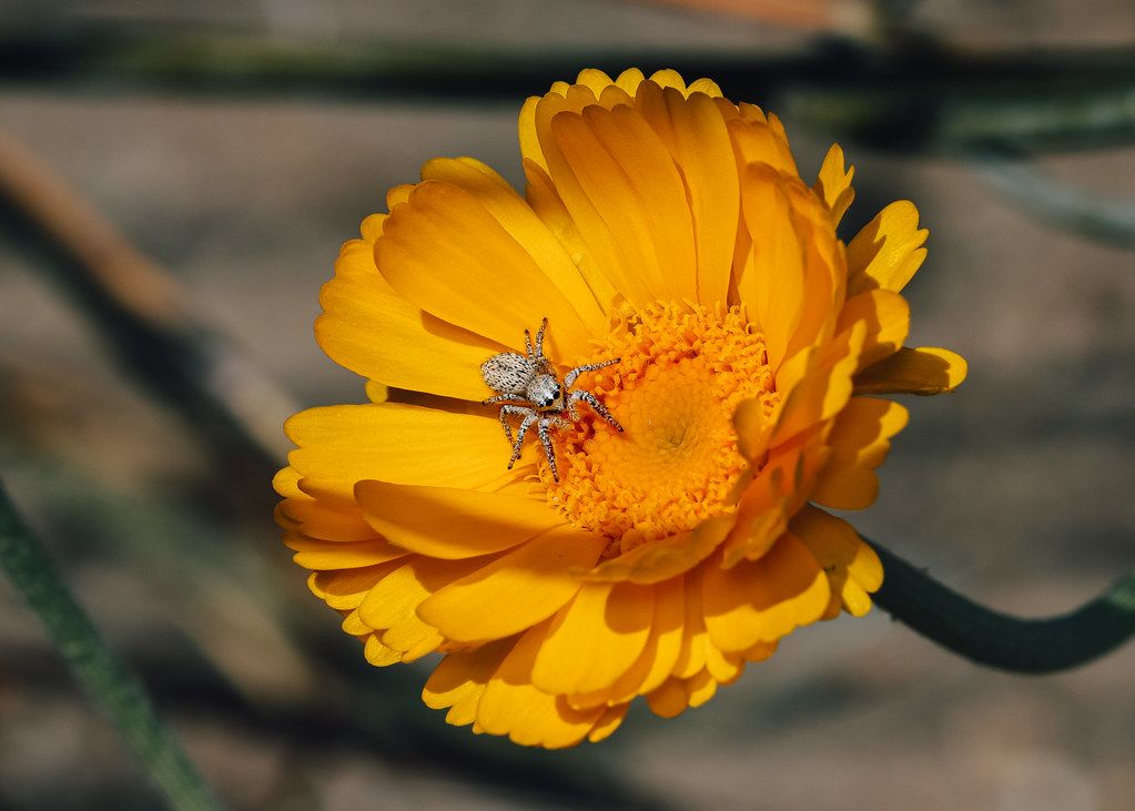 Spider Control service in Brunswick, GA